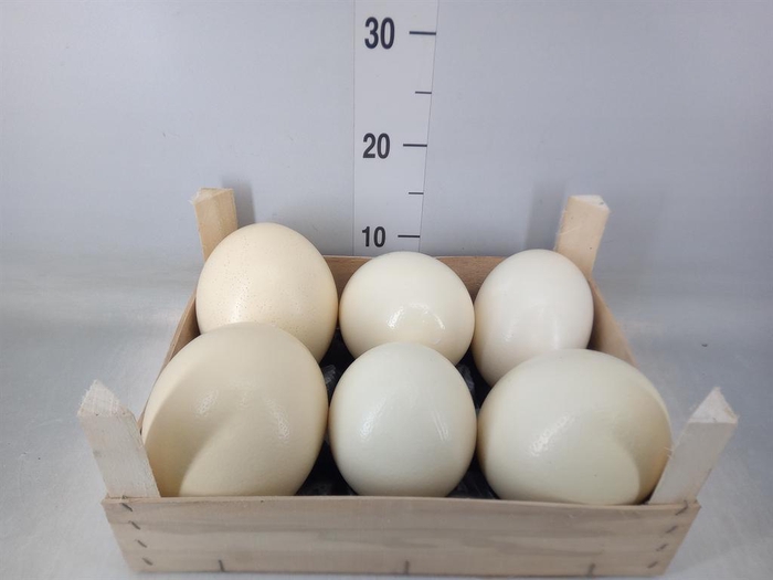 <h4>Decoratie  ..Eieren  H%</h4>