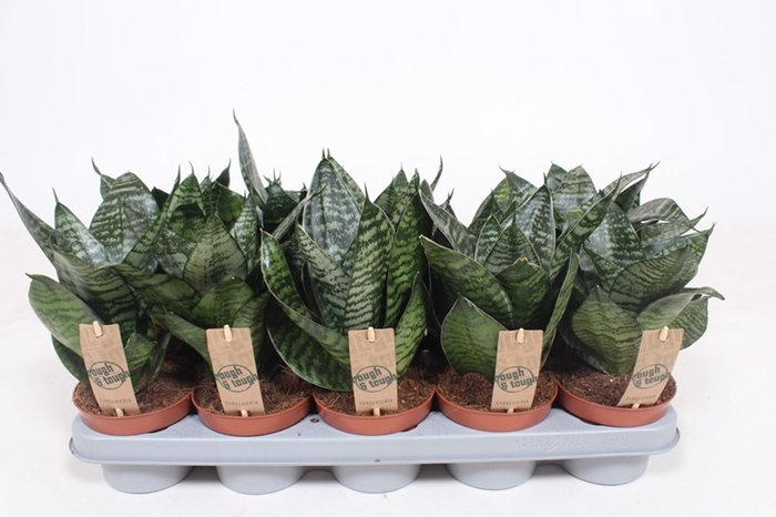 <h4>Sansevieria Hahnii</h4>