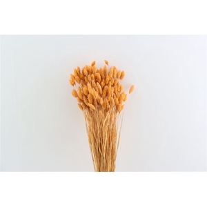 Dried Phalaris X5 Frosted Salmon Bunch