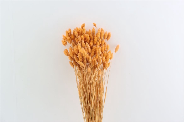 <h4>Dried Phalaris X5 Frosted Salmon Bunch</h4>