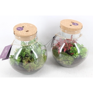 arr3 WR - Terrarium Venus LED X4