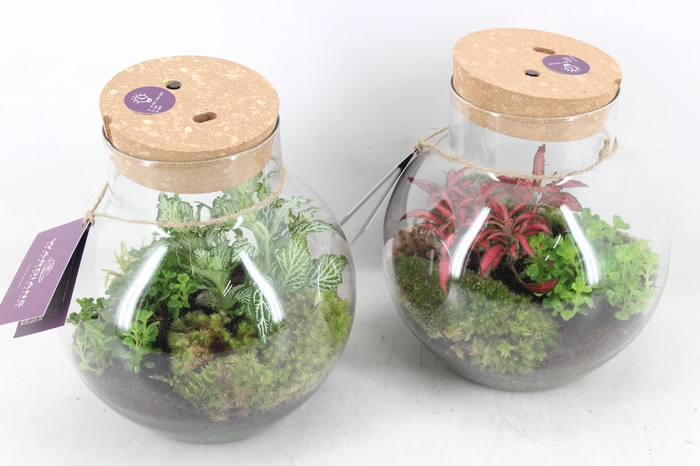 <h4>arr3 WR - Terrarium Venus LED X4</h4>
