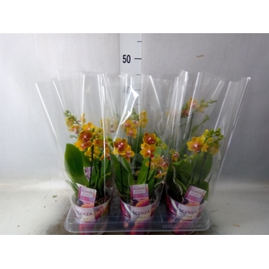 Phalaenopsis multi.   ...orange