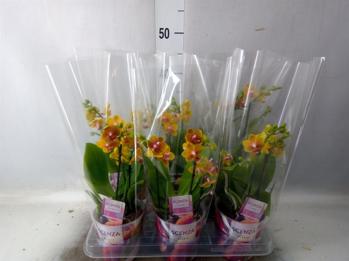 <h4>Phalaenopsis multi.   ...orange</h4>