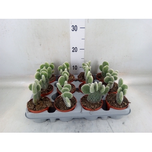 Opuntia microdasys 'Albispina'
