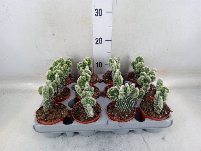 <h4>Opuntia microdasys 'Albispina'</h4>