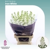Matthiola Iron White