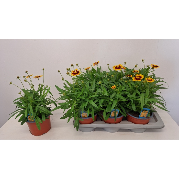 <h4>CORE GRANDIFLORA</h4>