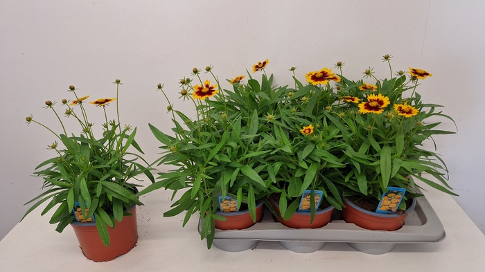 <h4>CORE GRANDIFLORA</h4>