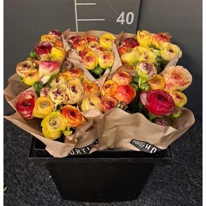 Ran Eleg Sup Cherazade