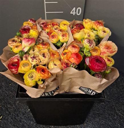 <h4>Ran Eleg Sup Cherazade</h4>