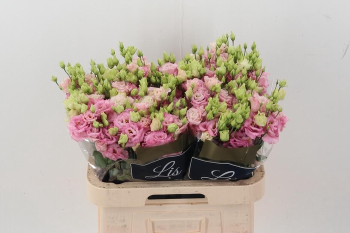 <h4>Eus G Alissa Pink</h4>