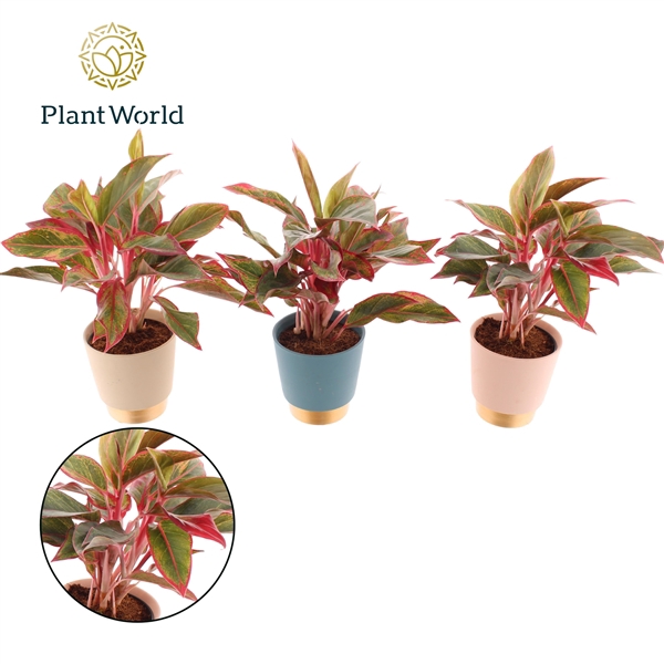 <h4>Aglaonema Crete Elegans Keramiek</h4>