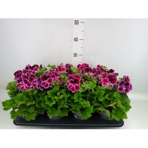 Pelargonium gran.   ..