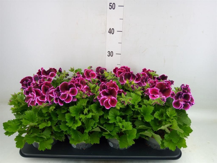 <h4>Pelargonium gran.   ..</h4>
