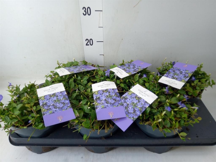 <h4>Vinca minor</h4>
