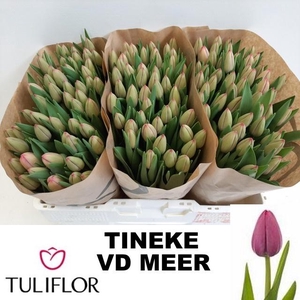 TU EN TINEKE VD MEER