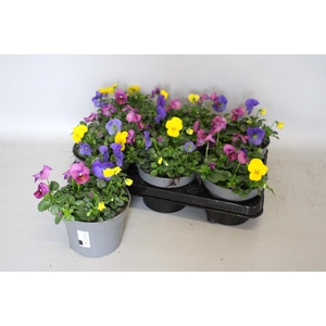 Viola cornuta 13 cm Mix 2 Plum Antique-Yellow-Blue