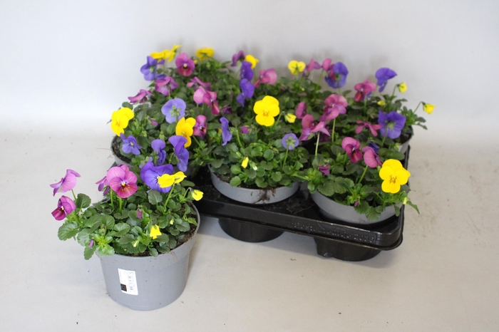 <h4>Viola cornuta 13 cm Mix 2 Plum Antique-Yellow-Blue</h4>