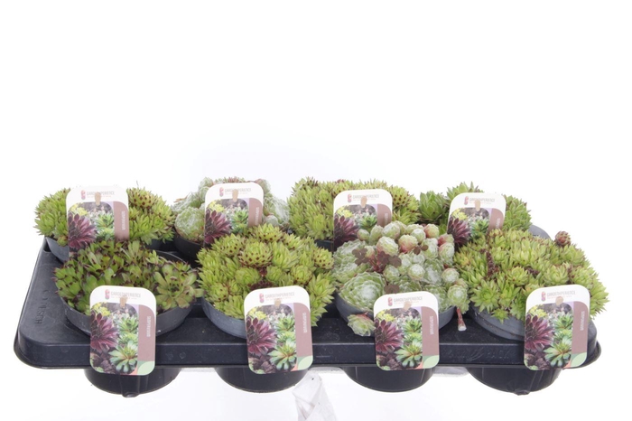 <h4>Sempervivum gemengd</h4>