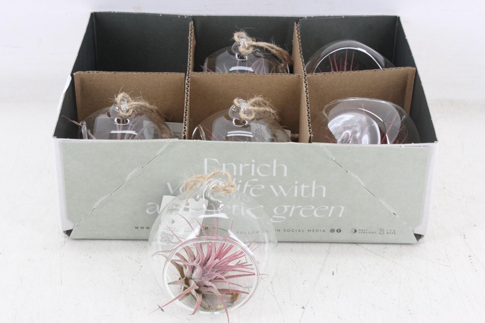 <h4>arr3 CP - Mini glas bol x6</h4>