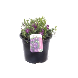 Vinca minor Atropurpurea