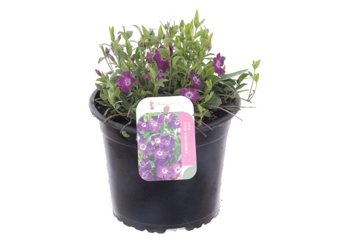 <h4>Vinca minor Atropurpurea</h4>
