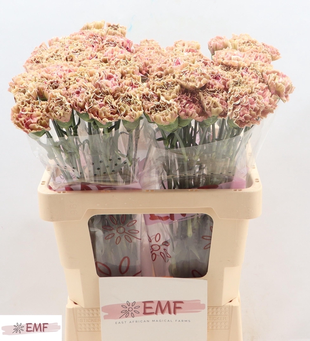 <h4>DI ST BABYLON</h4>