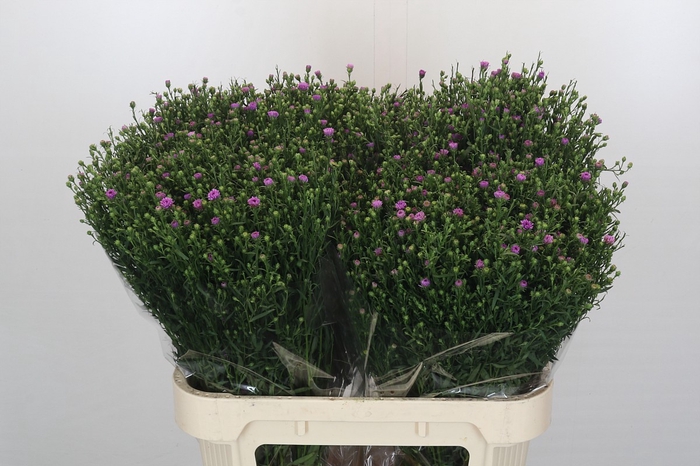 <h4>Aster Pink Polly</h4>