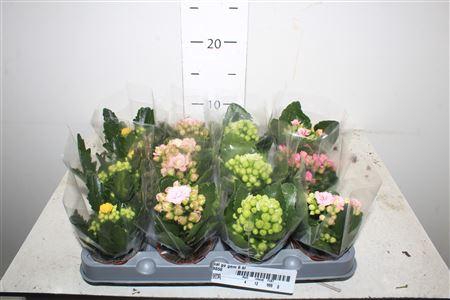 <h4>Kal Ge Gem 6 Kl</h4>