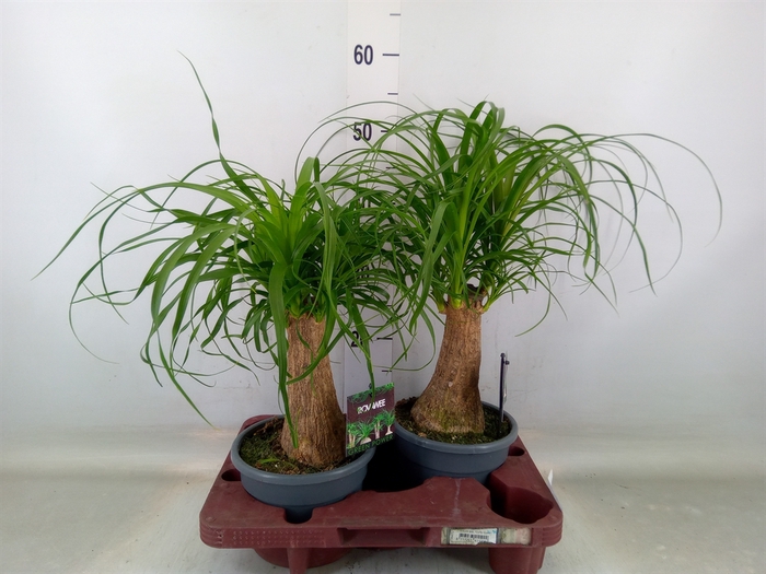 <h4>Beaucarnea recurvata</h4>