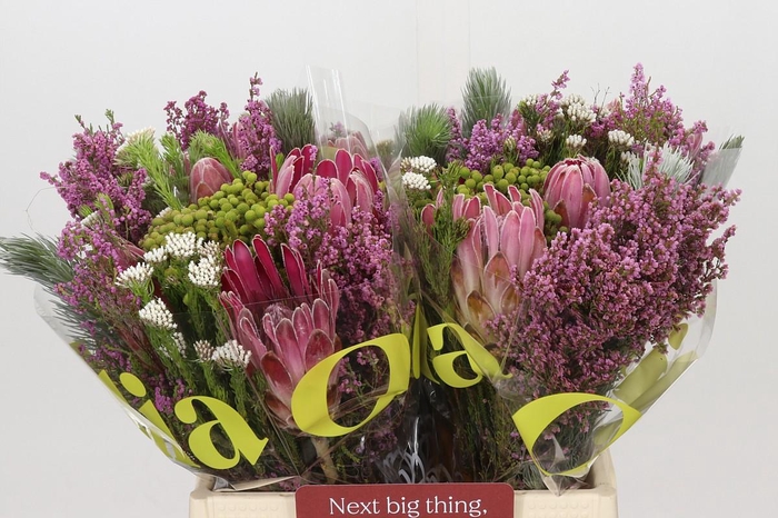 <h4>BQ Kaaps Groen Rivermix</h4>