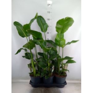 Strelitzia nicolai