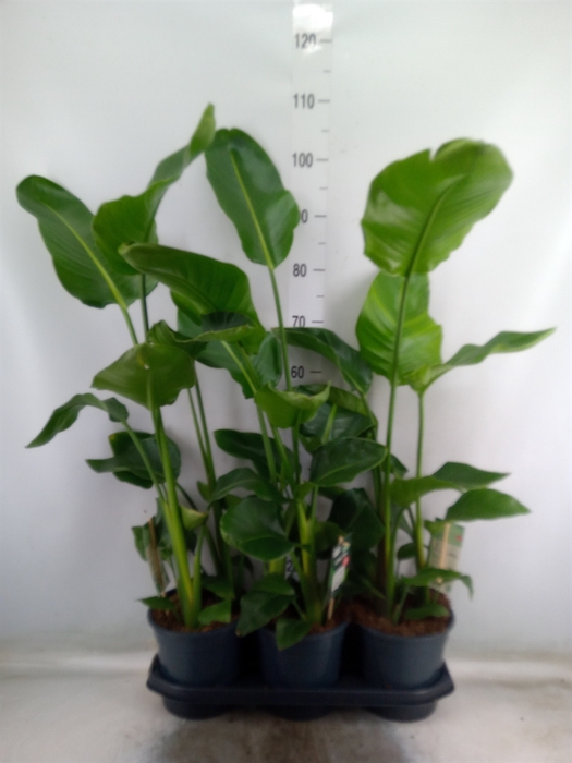 <h4>Strelitzia nicolai</h4>