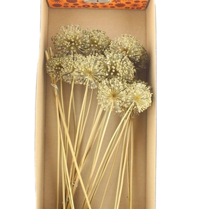 Dried Allium Zaaddozen Large