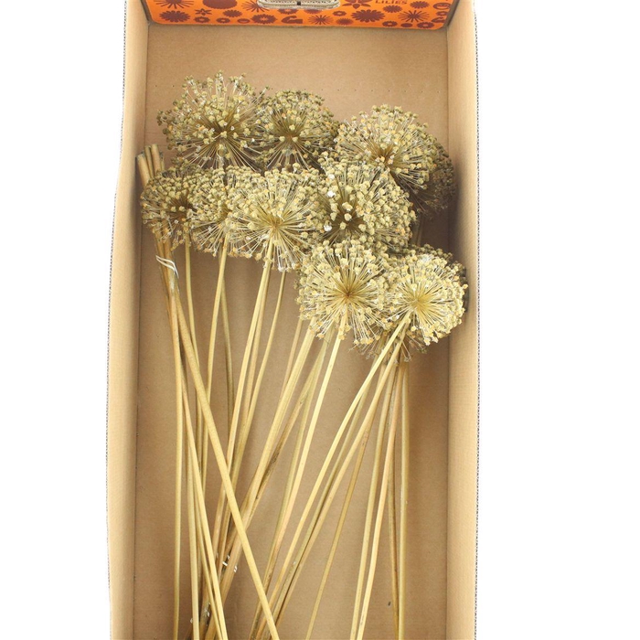 <h4>Dried Allium Zaaddozen Large</h4>