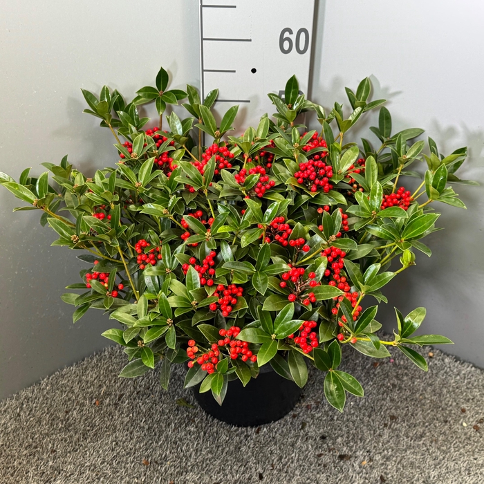 <h4>Skimmia japonica 'Red Berry Blush'</h4>