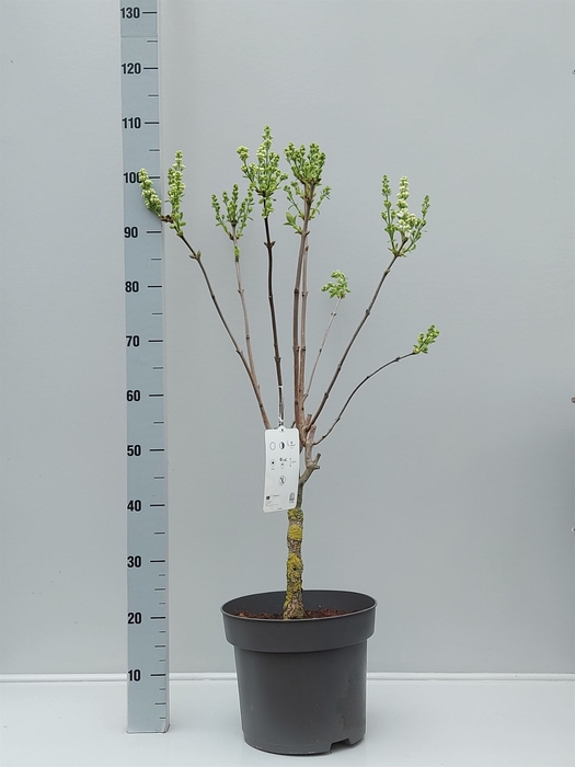 <h4>Syringa vulg. 'Mme Florent Stepman'</h4>