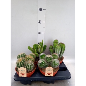 Cactus   ...mix