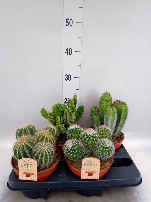 <h4>Cactus   ...mix</h4>