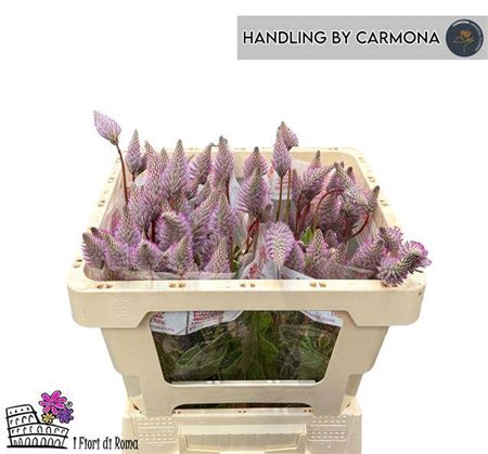 Ptilotus Ex Matilda