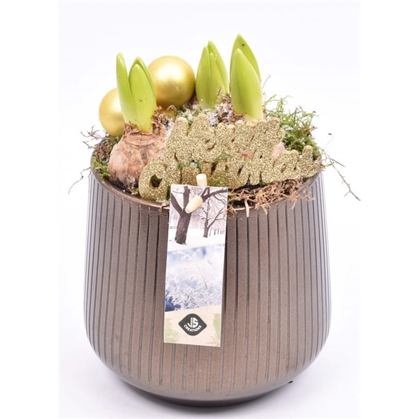 <h4>Arrangementen Hyacinthus 6%</h4>