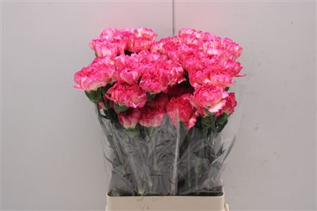 <h4>Di St Spritz</h4>