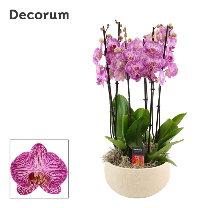 <h4>Nora 6 tak symphony purple (Deco-collection)</h4>