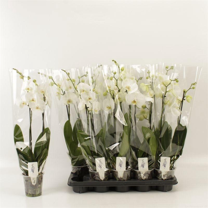 <h4>PHAL OV WIT</h4>