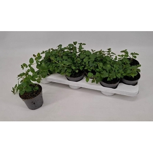 Satureja douglasii 'Indian Mint'