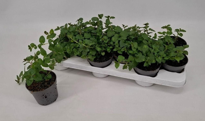 <h4>Satureja douglasii 'Indian Mint'</h4>