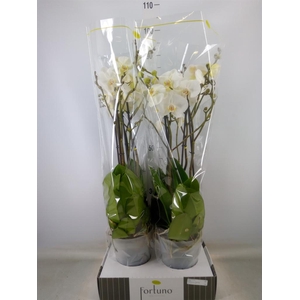 Phalaenopsis   ...white