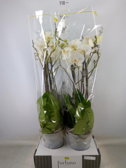 <h4>Phalaenopsis   ...white</h4>