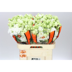 Eust Du Celebrich White Ex